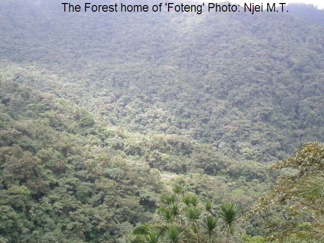 Forest on rugged Ashong hills